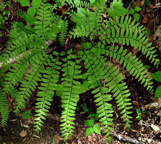 {Adiantum pedatum}